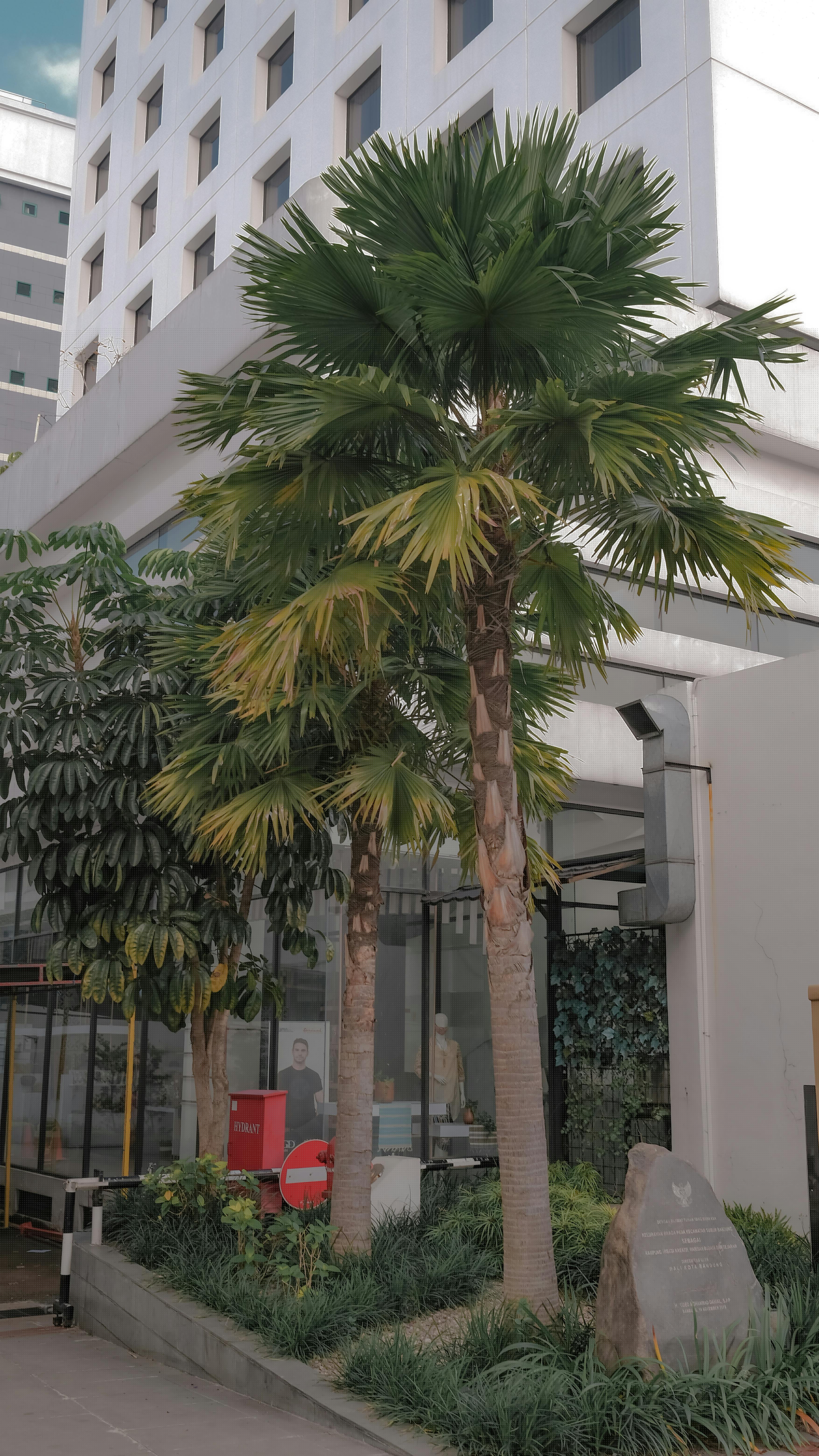 Growth website direction for Tampa solo agents